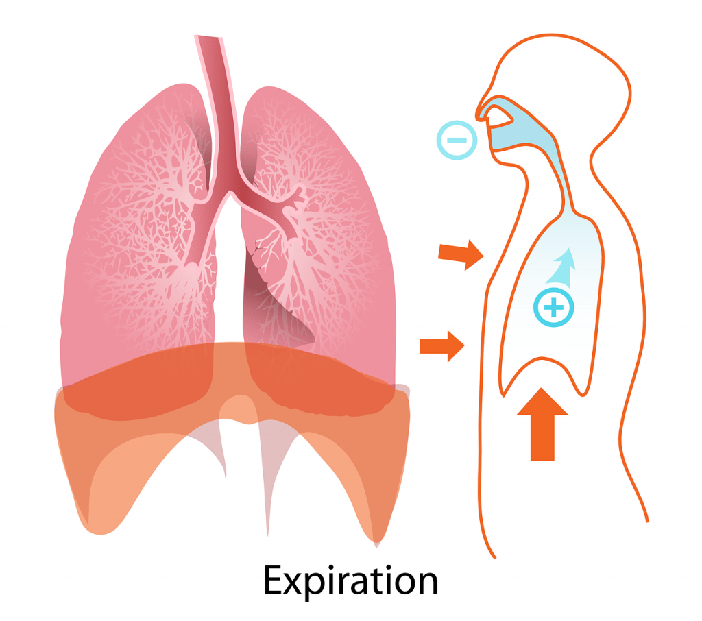 Espirometria - Expiración - IMObariatrica Espirometria - Expiración - IMObariatrica