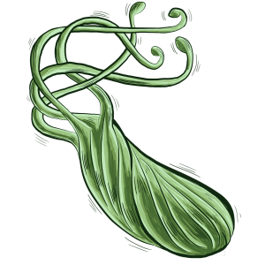 Helicobacter pylori - gastroenterologia - imobariatrica Helicobacter pylori - gastroenterologia - imobariatrica