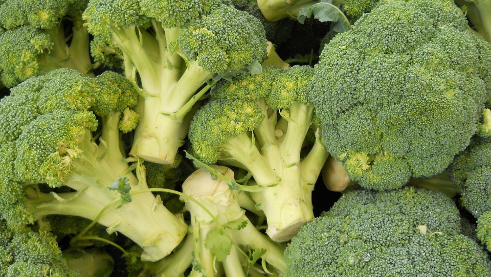 IMO Blog - Categoría nutrición y dietética - Vitamina A - Vegetales - IMOBariátrica